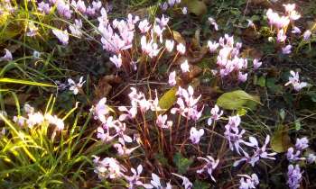 Puzzle 10170 - cyclamen en sous bois