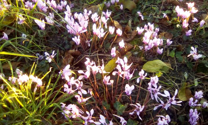 Puzzle cyclamen en sous bois