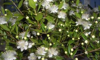 Puzzle 12182 - fleurs de myrte corse