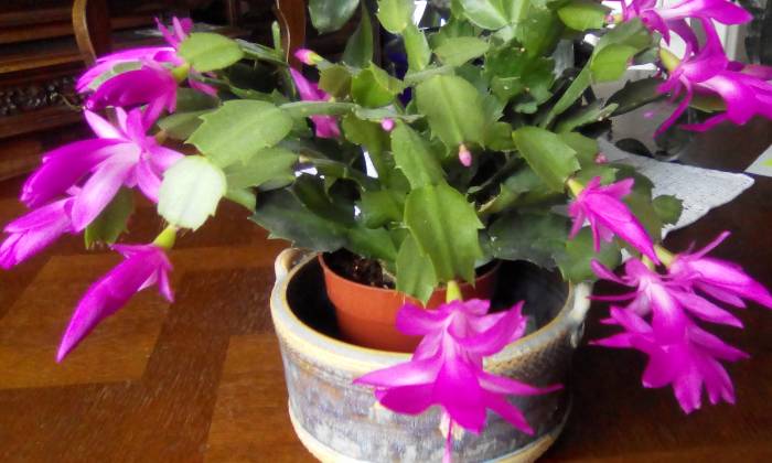 Puzzle Schlumbergera cactus de Noël - Paysages & Fleurs - Absolu Puzzle