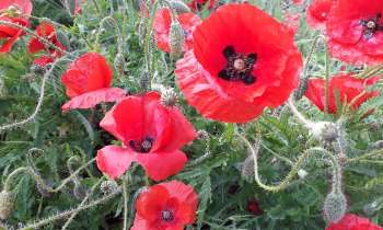 Puzzle 6134 - un champ de coquelicots