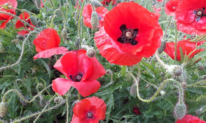 Puzzle un champ de coquelicots