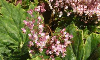 Puzzle 6157 - FLEURS DE FUNCHALL