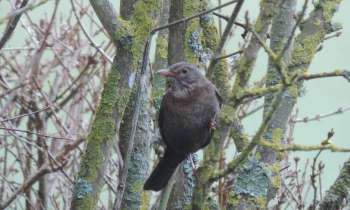 Puzzle 13358 - oiseau en hiver
