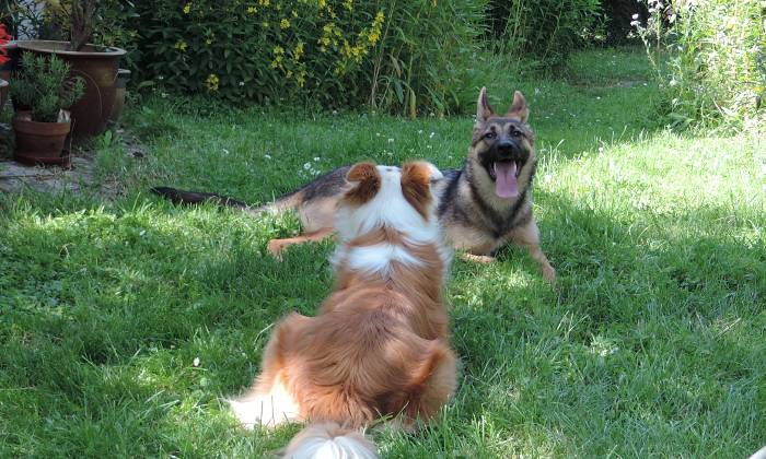 Puzzle Chipie et Lixie
