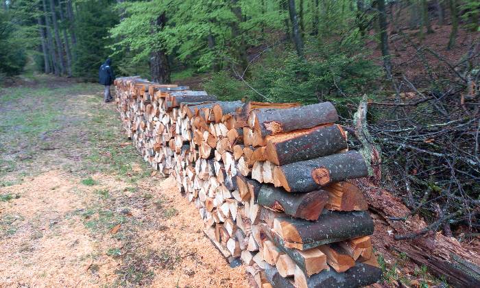 Puzzle Rangée de bois coupés - Paysages & Fleurs - Absolu Puzzle