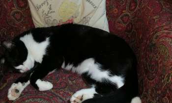 Puzzle 6178 - minet se repose
