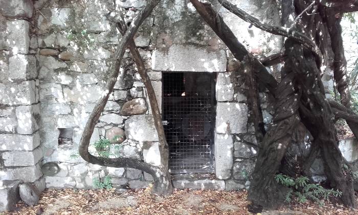 Puzzle Arbres - Paysages & Fleurs - Absolu Puzzle