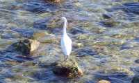 Puzzle une aigrette