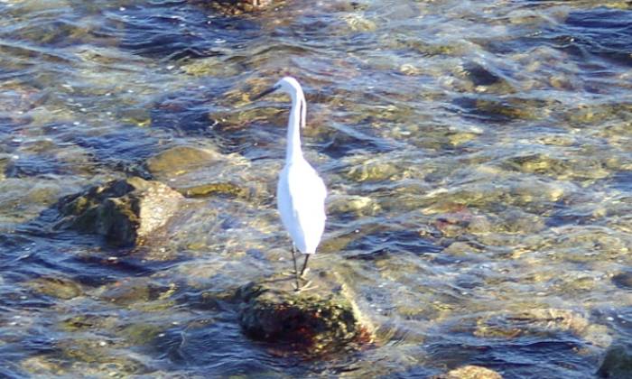 Cliquez pour agrandir la photo Puzzle une aigrette - Animaux - Absolu Puzzle