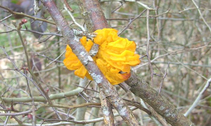 Puzzle champignon orange - Paysages & Fleurs - Absolu Puzzle