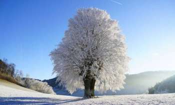Puzzle 6415 - Arbre en hiver puyvalador 66