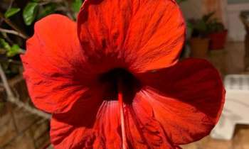 6579 | Hibiscus - 