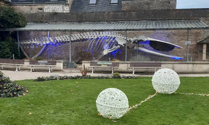 Puzzle La baleine