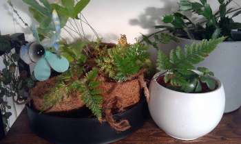 Puzzle 14005 - Plantes vertes
