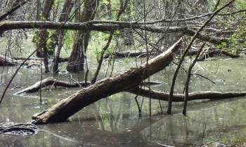 Puzzle 6380 - mangrove en gironde