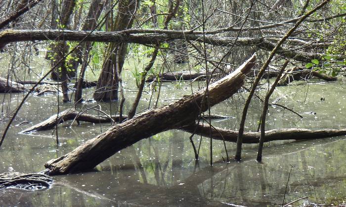 Puzzle mangrove en gironde