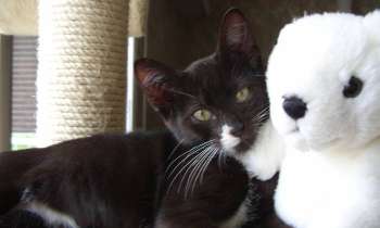 Puzzle 6219 - Noir et blanc
