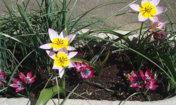 Puzzle 6241 - Fleurs