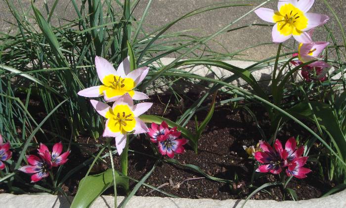 Puzzle Fleurs