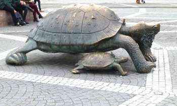 Puzzle 6716 - tortues en décor