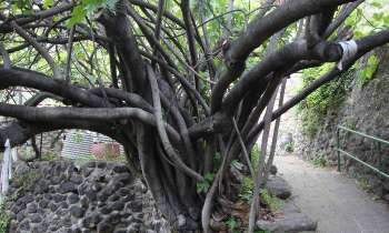 Puzzle 6433 - Arbre