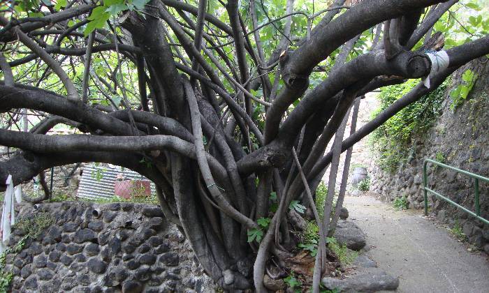 Puzzle Arbre