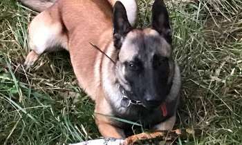 Puzzle 6540 - Alpha malinois