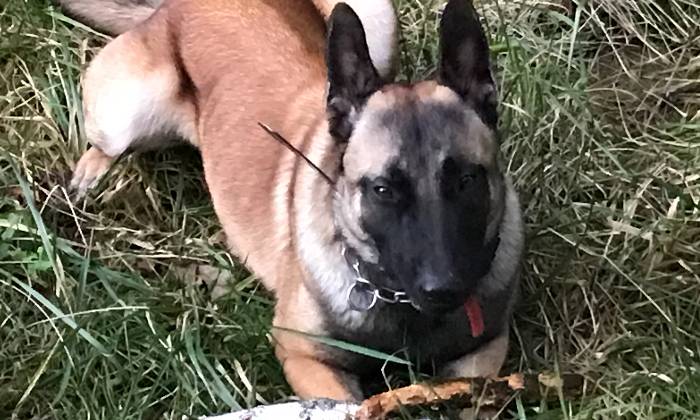 Puzzle Alpha malinois