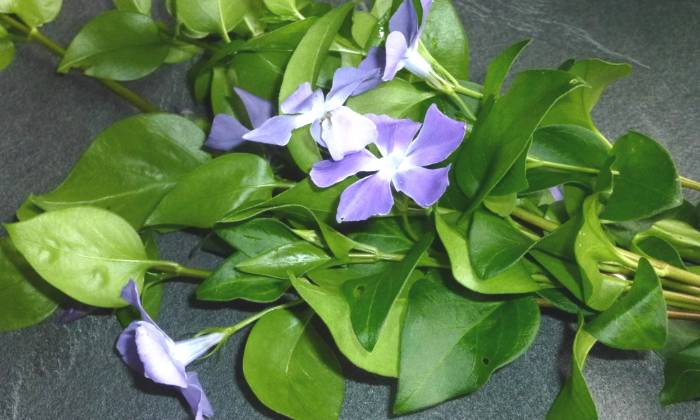 Puzzle pervenches