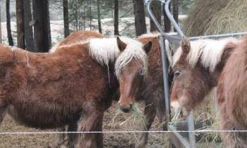 Puzzle 6555 - chevaux sous la neige