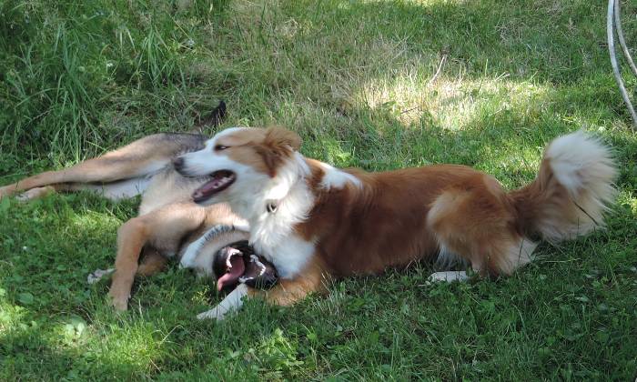 Puzzle jeux Lixie et Chipie