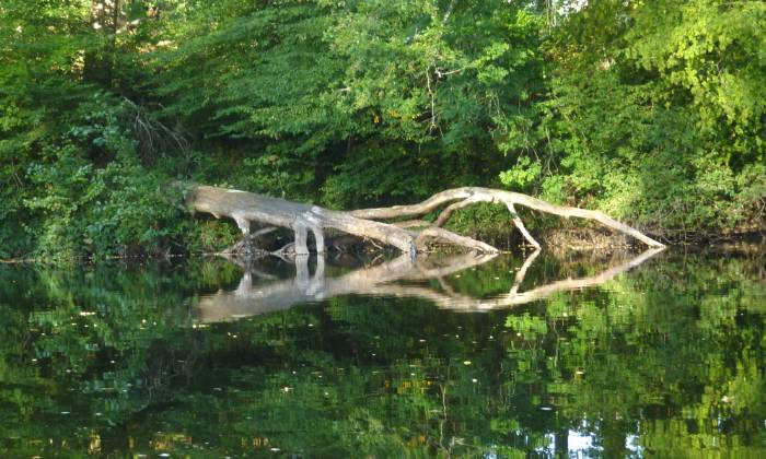 Puzzle arbre mort et son reflet