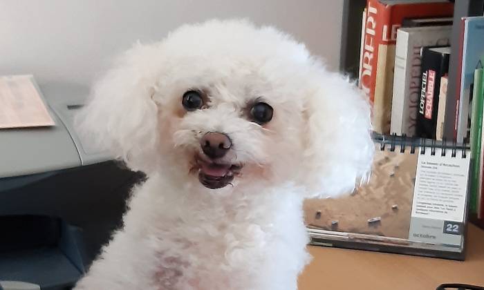 Puzzle Chien