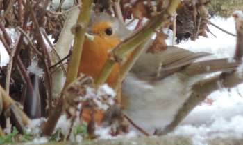 Puzzle 6223 - rouge gorge en hiver