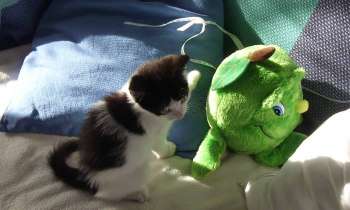 Puzzle 6656 - Chaton et peluche