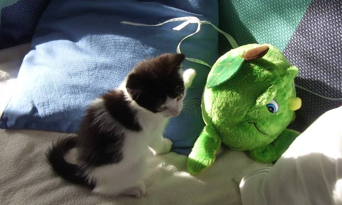 Puzzle Chaton et peluche