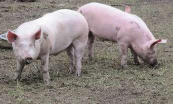 Puzzle 6261 - cochons au pré