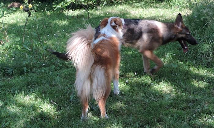 Puzzle Chipie et Lixie
