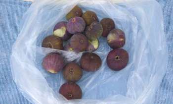 Puzzle 13629 - récolte de figues sauvages