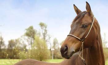 Puzzle 6276 - cheval baie
