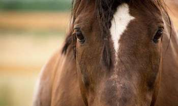 Puzzle 6698 - poney bai