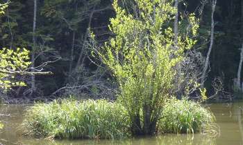 Puzzle 6235 - etang et bosquet