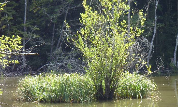 Puzzle etang et bosquet