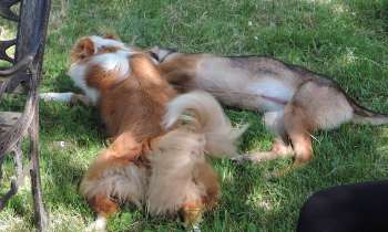 Puzzle 6252 - Chipie et Lixie jouent