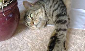 Puzzle 6666 - tigris