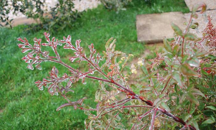 Puzzle nandina enrobé par le gel - Paysages & Fleurs - Absolu Puzzle