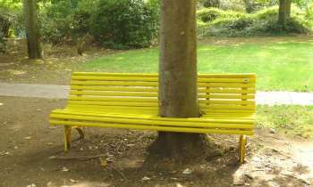 Puzzle 6700 - arbre bien assis