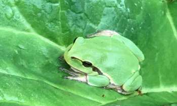 Puzzle 6784 - Grenouille caméléon