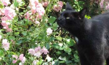 Puzzle 14563 - Réglisse